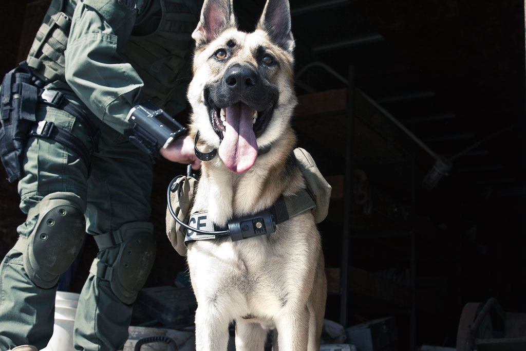 K9CMC_8630